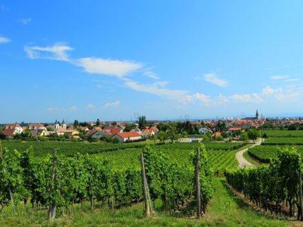 Chambres Suite D'Hote Divine Providence Wintzenheim Exterior foto