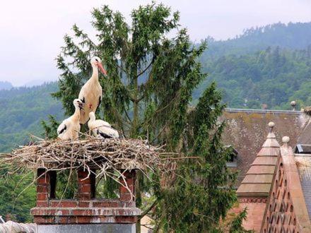 Chambres Suite D'Hote Divine Providence Wintzenheim Exterior foto